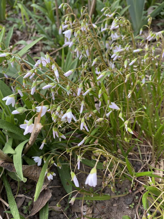 Spring beauty flowers can close to protect pollen