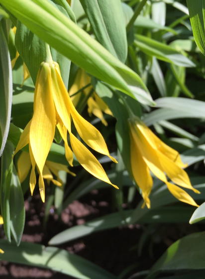 Nodding blossoms of large-flowered bellwort draw low-flying insects