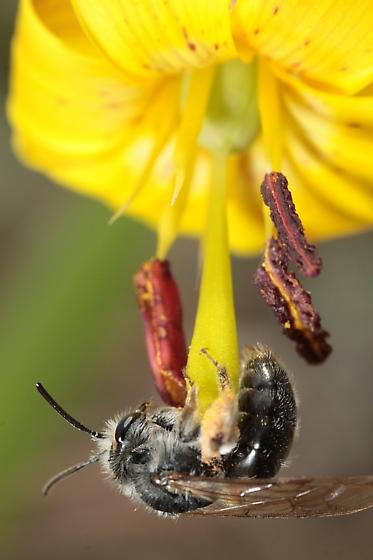 Trout lily is visited by a pollen specialist bee