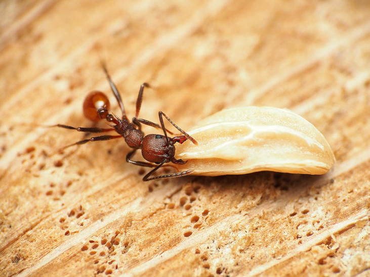 Seeds dispersed by ants via myrmecochory