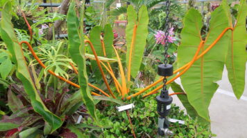 Philodendron billietiae, Microgramma vaccinifolia and Laelia