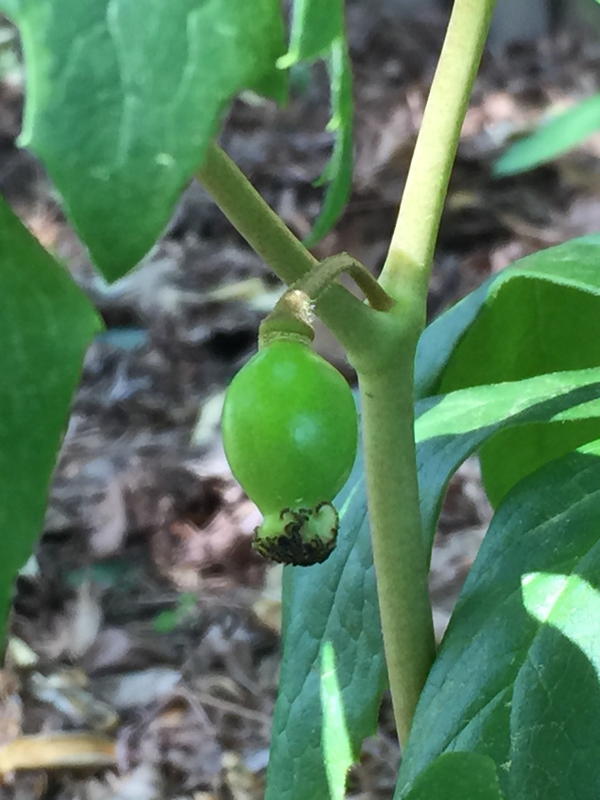 Lemon-shaped mayapple fruit in May.