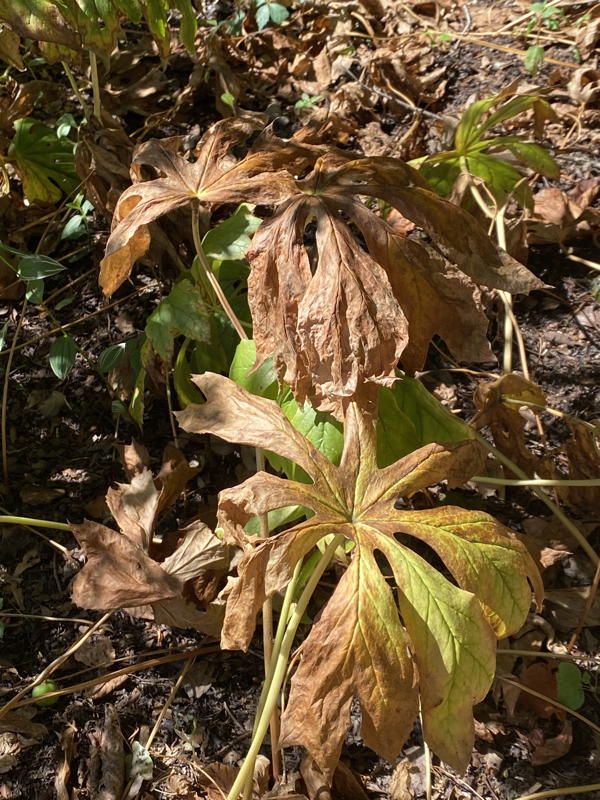 Withering mayapple foliage in June