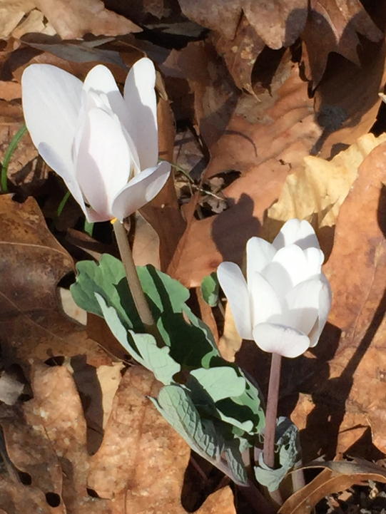 Bloodroot flowers enfolded by palmate leaves