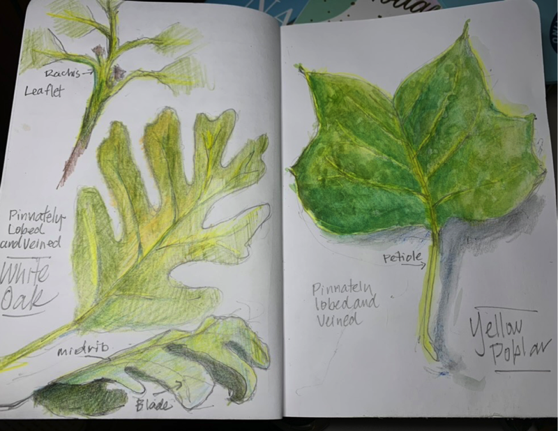 sketches of leaves in an art journal