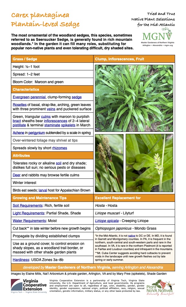 Carex plantaginea
Tried and True Native Plant Selections Plantain-leved Sedge for the Mid-Atlantic
The most ornamental of the woodland sedges, this species, sometimes referred to as Seersucker Sedge, is generally found in rich mountain woodlands.* In the garden it can fill many roles, substituting for popular non-native plants and even tolerating difficult, dry shaded sites.
Grass / Sedge Clump, Inflorescences, Fruit
Height: 1⁄2–1 foot
Spread: 1–2 feet
Bloom Color: Maroon and green
Characteristics
Evergreen perennial, clump-forming sedge
Rosettes of basal, strap-like, arching, green leaves with three prominent veins and puckered surface
Green, triangular culms with maroon to purplish bract sheaths bear inflorescences of 2–4 lateral pistillate & terminal staminate spikelets in March
Achene in perigynium subtended by a scale in spring
Over-wintered foliage may shrivel at tips
Spreads slowly by short rhizomes
Attributes
Tolerates rocky or alkaline soil and dry shade; dislikes full sun; no serious pests or diseases
Deer and rabbits may browse fertile culms
Winter interest
Birds eat seeds; larval host for Appalachian Brown
Growing and Maintenance Tips
Excellent Replacement for
Soil Requirements: Rich, fertile soil
Hosta - Hosta
Light Requirements: Partial Shade, Shade
Liriope muscari - Lilyturf
Water Requirements: Moist
Liriope spicata - Creeping Liriope
Cut back** in late winter before new growth begins
Ophiopogon japonicus - Mondo Grass
Propagate by dividing established clumps
*In the Mid-Atlantic, it is not native to DC or DE. In MD, it is found in Garrett and Montgomery counties. In PA, it is frequent in the northern, south-central and south-western parts and rare in the southeast. In VA, it is rare in the northern Piedmont (it is reported in Fairfax and Loudoun counties) and infrequent in the mountains. **Mt. Cuba Center suggests avoiding hard cutbacks to prevent voids in the landscape until new growth fleshes out by late spring or early summer.
Use as a ground cover, to control erosion on shady slopes, as a woodland trail border, or massed with other shade garden plants
Hardiness: USDA Zones 3a–8b
developed by Master Gardeners of Northern Virginia, serving Arlington and Alexandria
Images by Elaine Mills, Nat’l Arboretum & private garden, Arlington, VA and by Mary Free (spikelets), Shade Garden