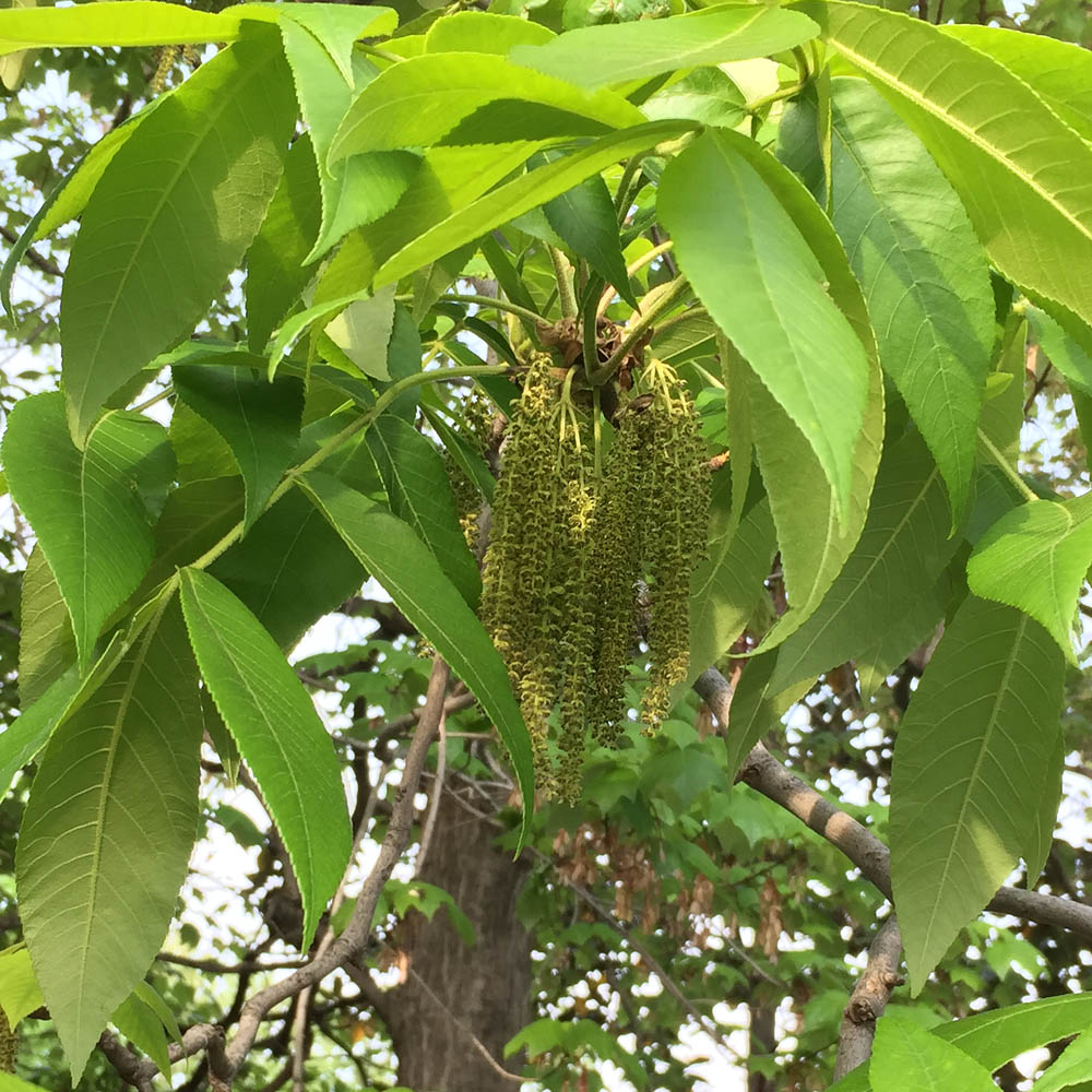 Carya tomentosa (mockernut hickory) displays drooping yellow-green male catkins up to 6” long in April.