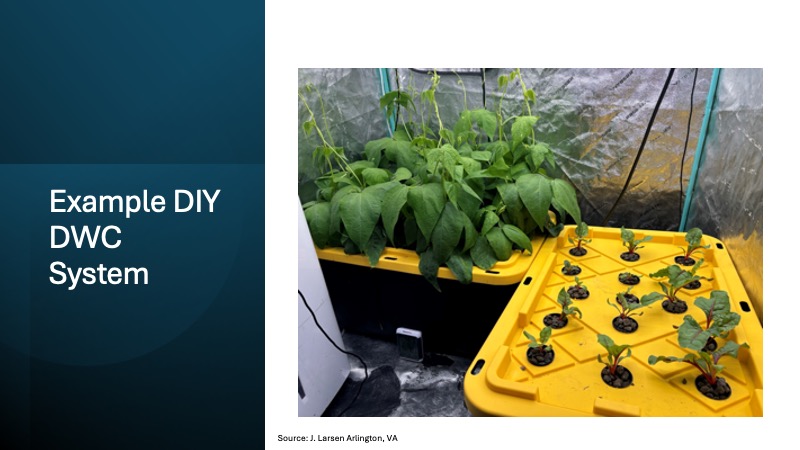 Example of DIY DWC System - yellow bins with plants growing out of holes in lids