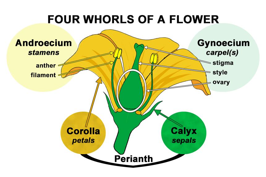 Four Whorls of a Flower Adapted by Mary Free from a diagram by Mariana Ruiz