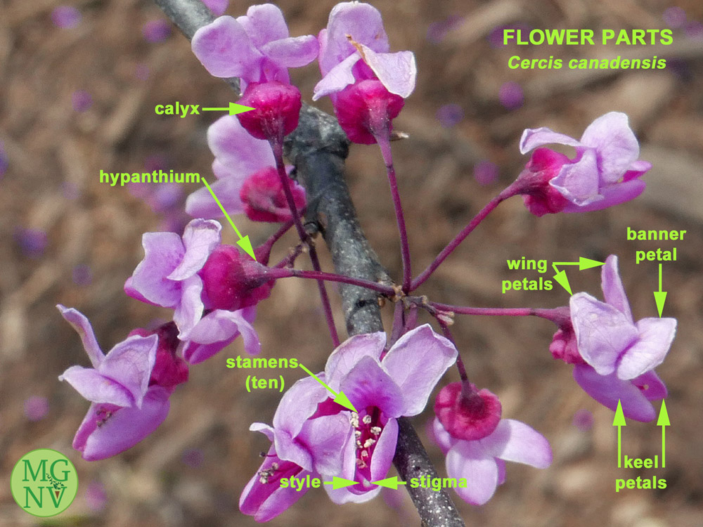 Labeled redbud flower parts