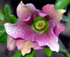 Hellebore