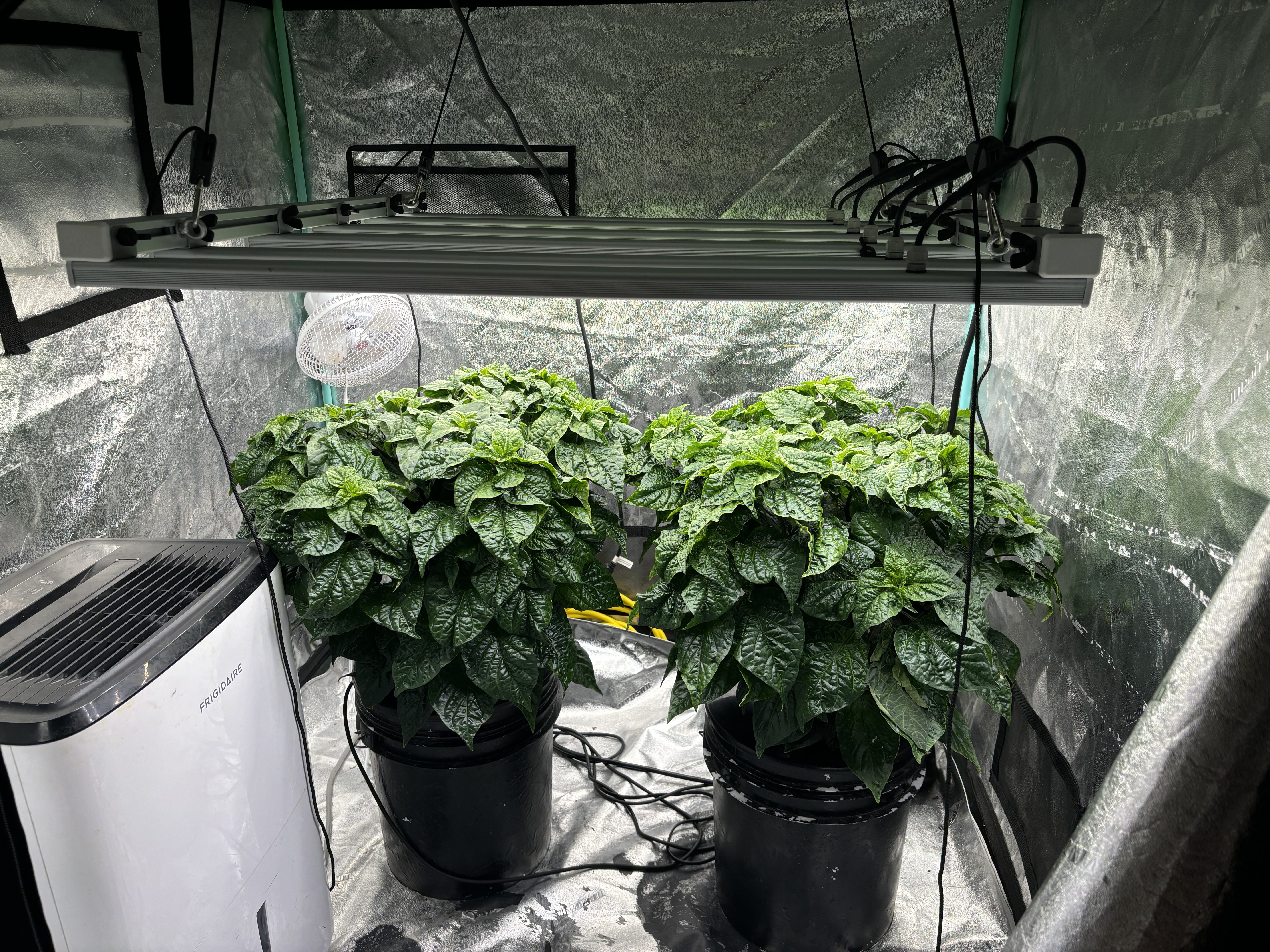 plants grown in buckets