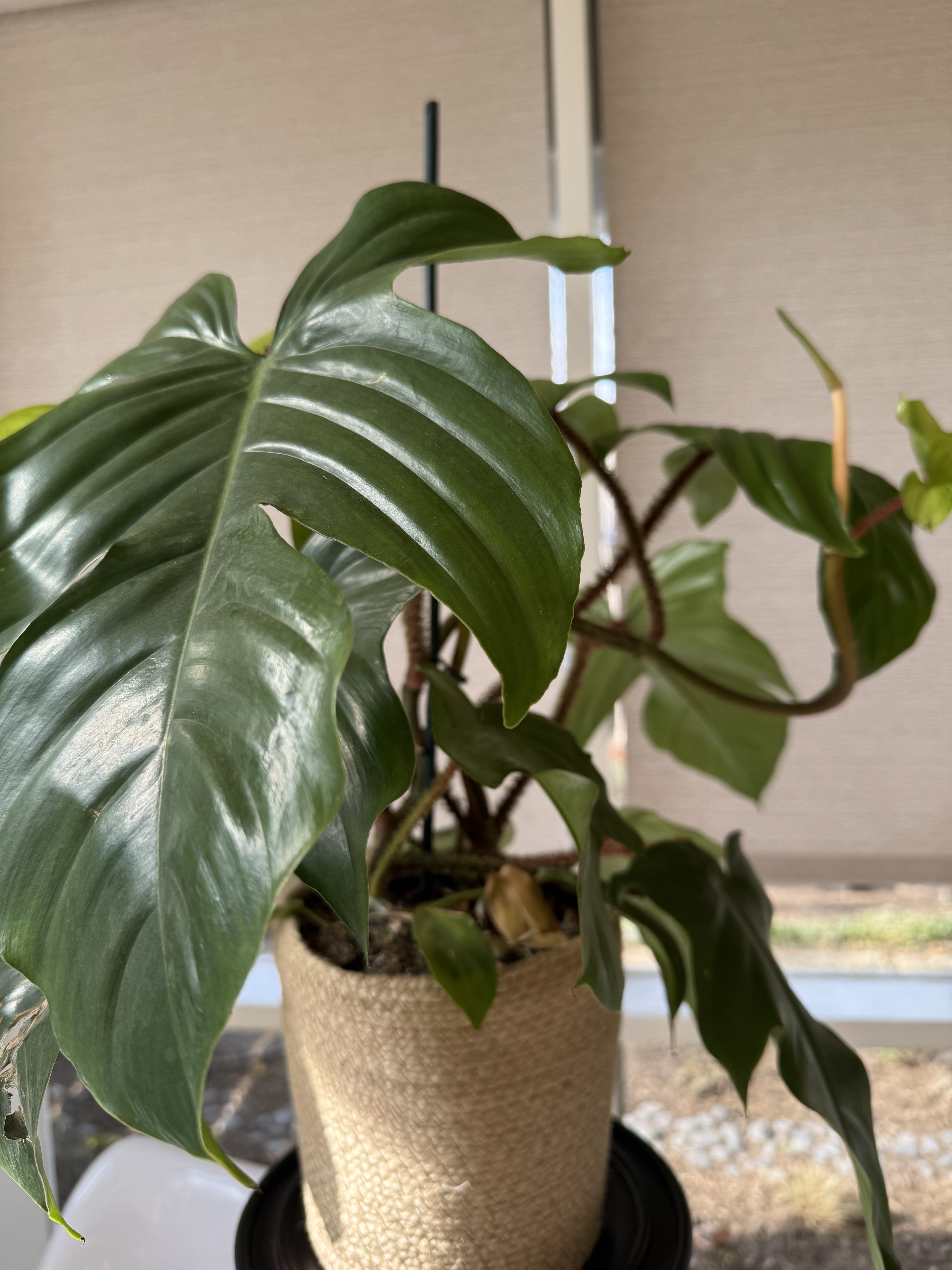 Philodendron squamiferum plant in pot