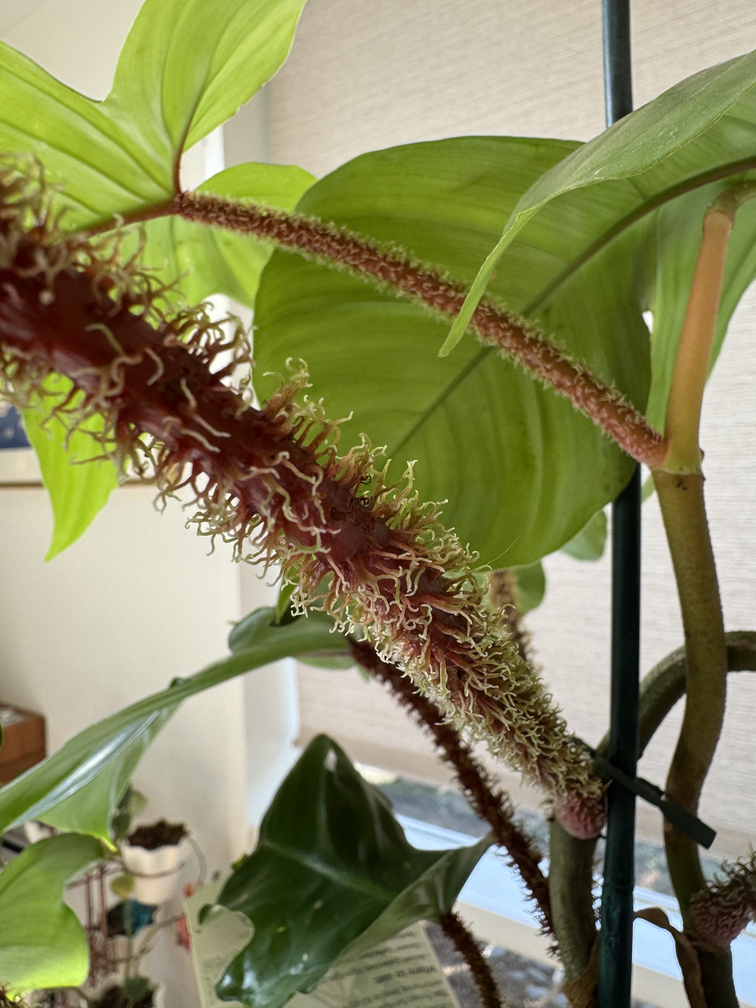 Close up of fuzzy Philodendron squamiferum stem.