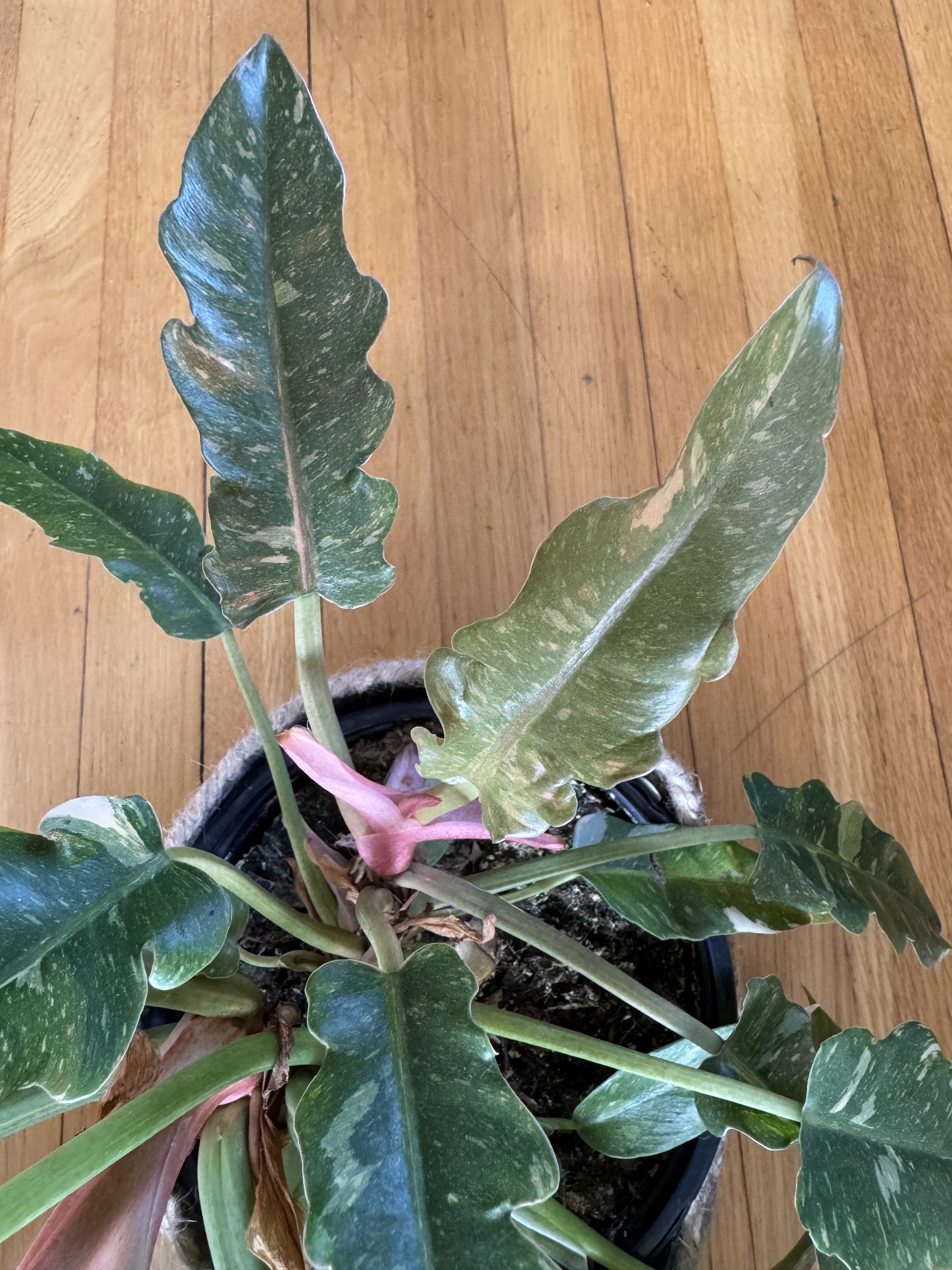 Top view of Philodendron 'Ring of Fire'.