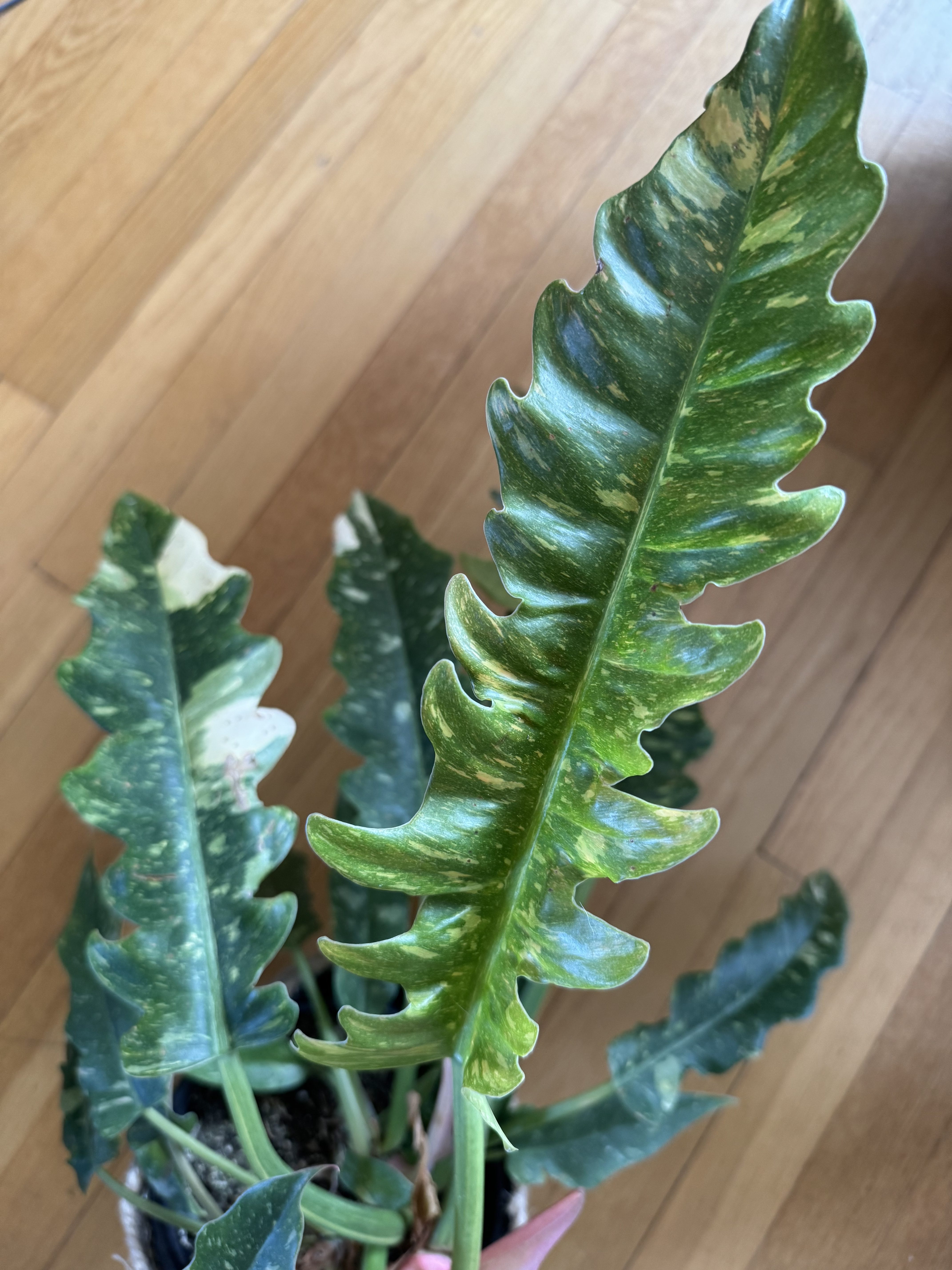 Close-up of Philodendron 'Ring of Fire' leaves.