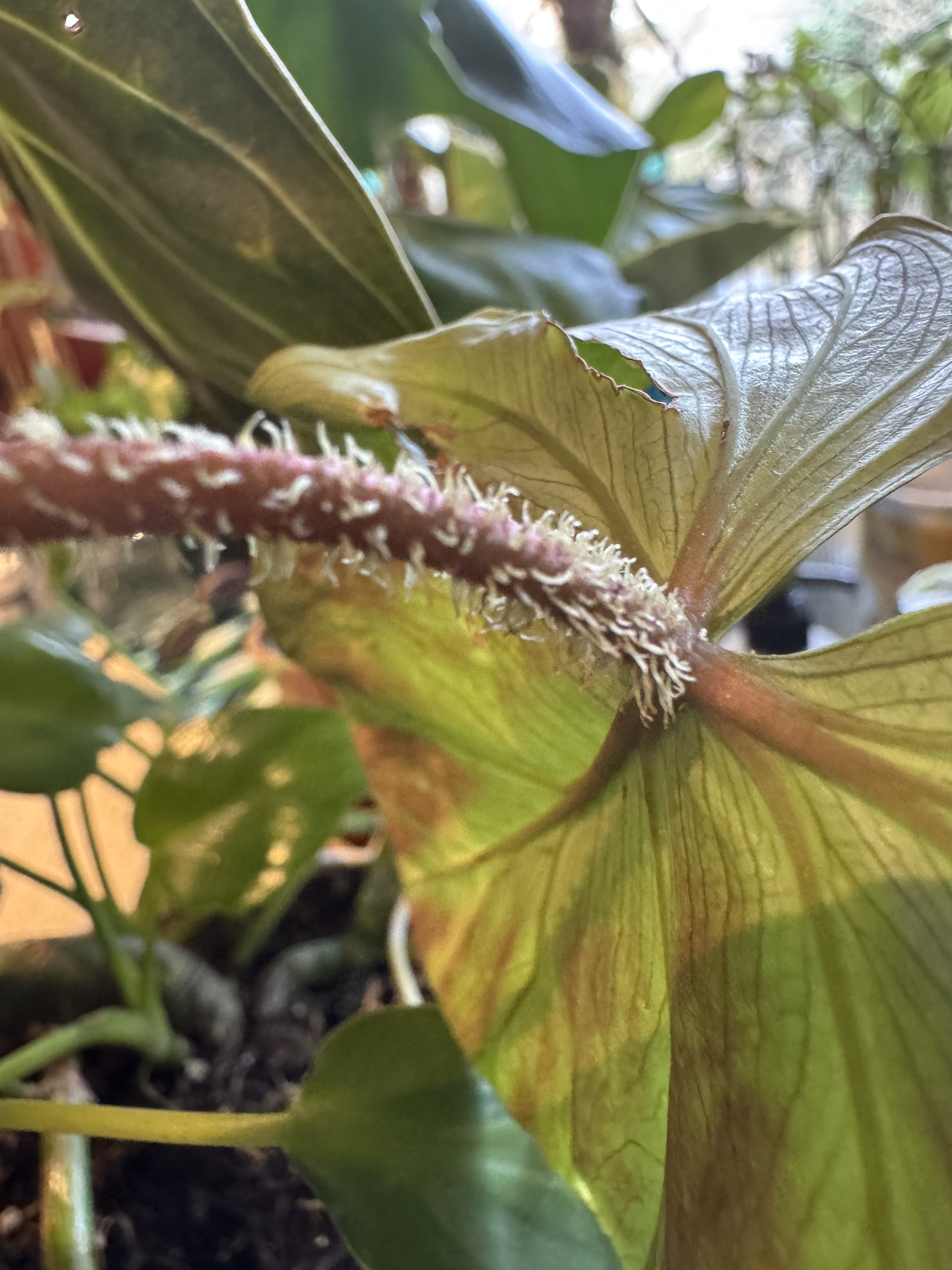 Close up of fuzzy Philodendron verrusosum stem.