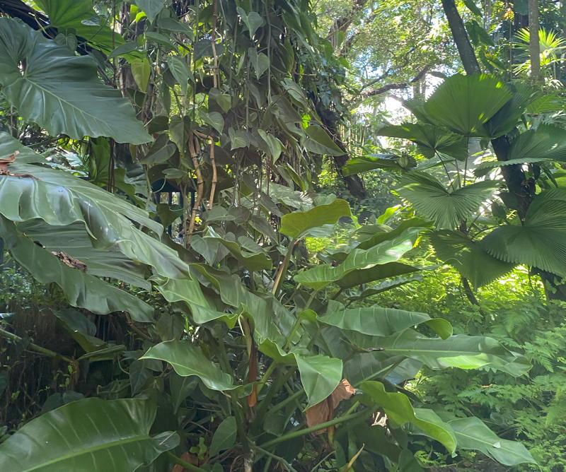 Mixed philodendrons at the US Botanic Garden