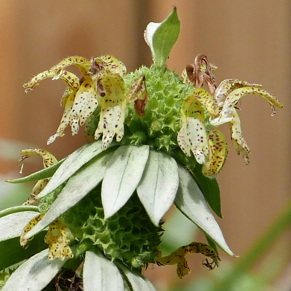 Each whorl of Monarda punctata (spotted bee balm) bilabiate flowers—the corolla is divided into an upper lip and a lower with a tubular calyx—is subtended by several leafy bracts.