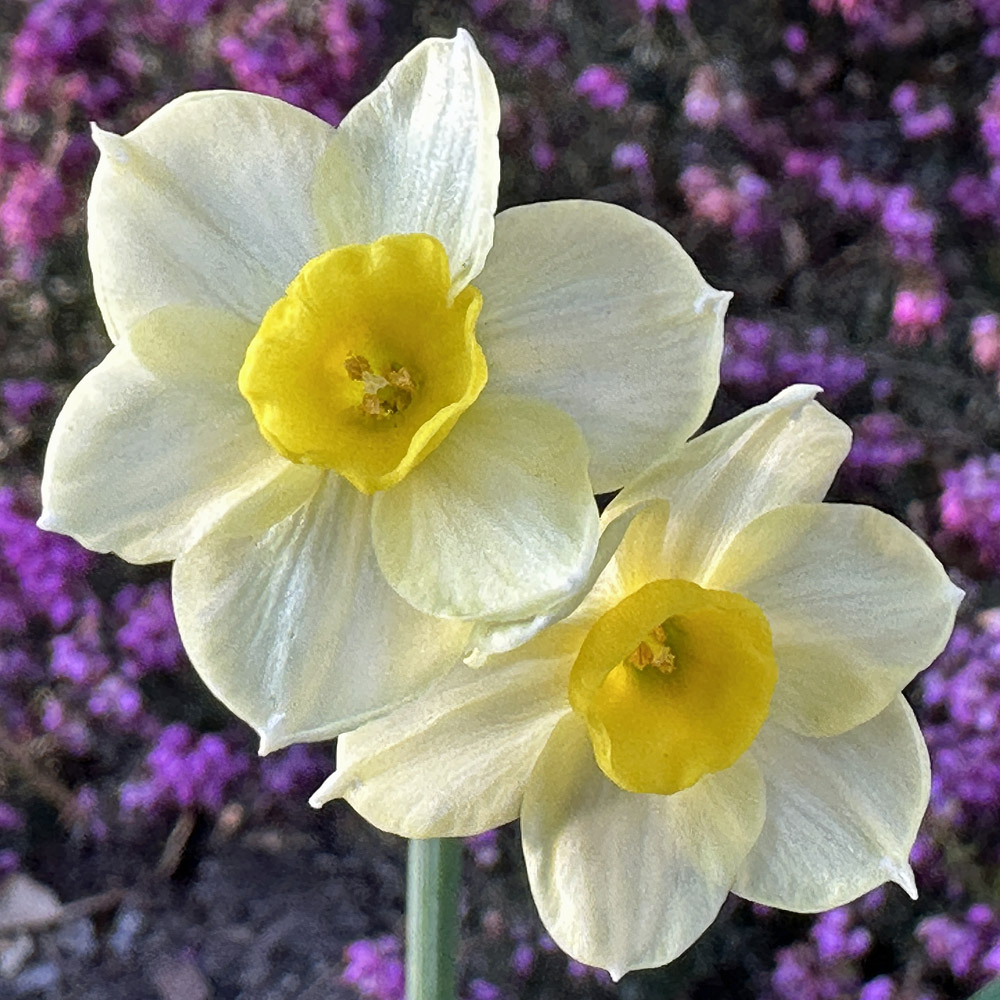 The perianth of a Narcissus has six tepals surmounted by a cupular or trumpet-like, often frilly-margined corona.