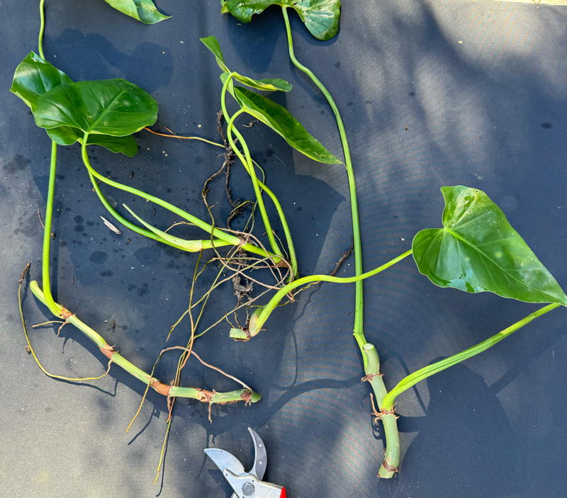 Philodendron cuttings ready for propagation.