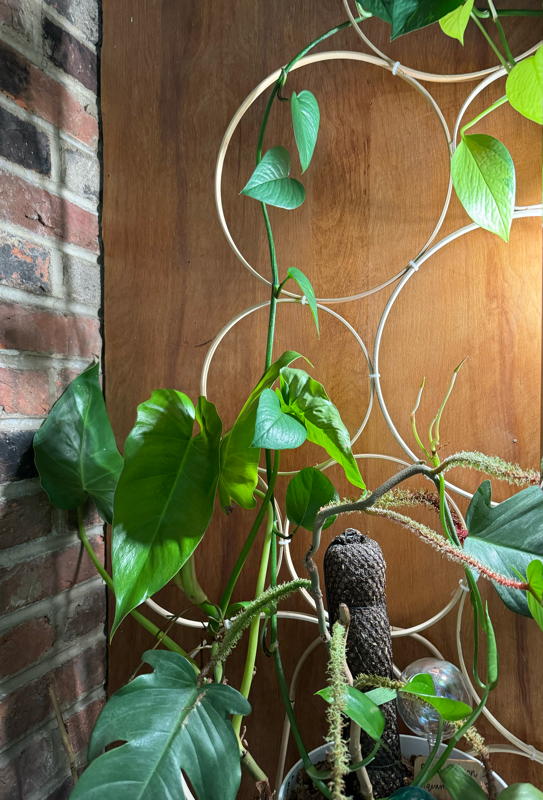 Philodendron giganteum, Philodendron squamifer and pothos vine.