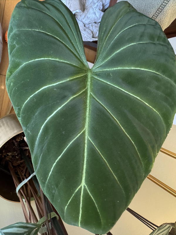 Close-up of Philodendron gloriousum leaf