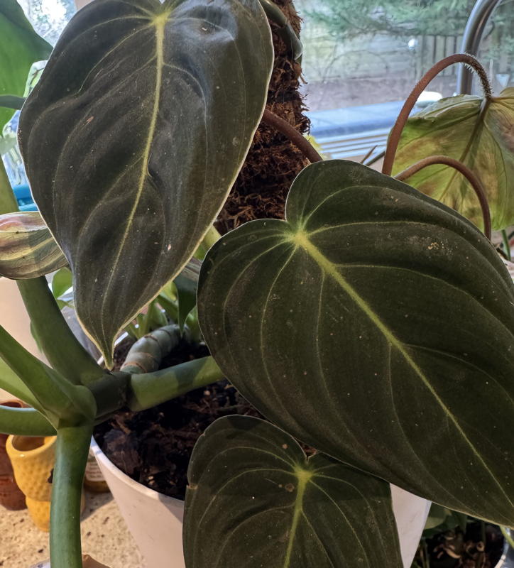 Philodendron melanochrysum leaves.
