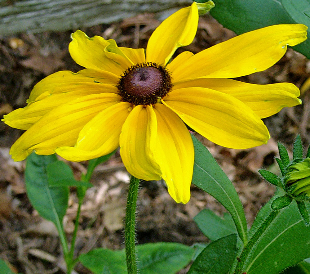 In a black-eyed Susan capitulum, the corolla of the ray floret consists of a single strap-like ligule of five fused petals forming a tube at the base.