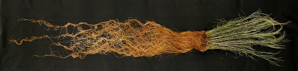 An image of a clump of grass with extensive roots displayed against a dark background, illustrating the root system's structure and health.