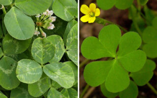 Trifolium repens and Oxalis stricta leaves and flowers in June