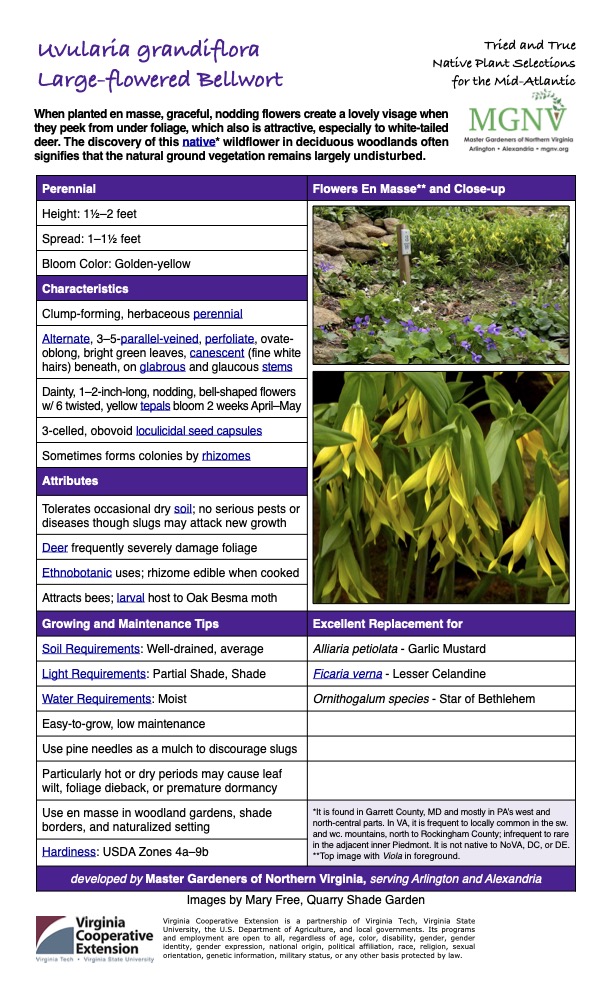 Uvularia grandiflora
Large-flowered Bellwort
Tried and True Native Plant Selections for the Mid-Atlantic
When planted en masse, graceful, nodding flowers create a lovely visage when they peek from under foliage, which also is attractive, especially to white-tailed deer. The discovery of this native* wildflower in deciduous woodlands often signifies that the natural ground vegetation remains largely undisturbed.
Perennial Flowers En Masse** and Close-up
Height: 11⁄2–2 feet
Spread: 1–11⁄2 feet
Bloom Color: Golden-yellow
Characteristics
Clump-forming, herbaceous perennial
Alternate, 3–5-parallel-veined, perfoliate, ovate- oblong, bright green leaves, canescent (fine white hairs) beneath, on glabrous and glaucous stems
Dainty, 1–2-inch-long, nodding, bell-shaped flowers w/ 6 twisted, yellow tepals bloom 2 weeks April–May
3-celled, obovoid loculicidal seed capsules
Sometimes forms colonies by rhizomes
Attributes
Tolerates occasional dry soil; no serious pests or diseases though slugs may attack new growth
Deer frequently severely damage foliage
Ethnobotanic uses; rhizome edible when cooked
Attracts bees; larval host to Oak Besma moth
Growing and Maintenance Tips
Excellent Replacement for
Soil Requirements: Well-drained, average
Alliaria petiolata - Garlic Mustard
Light Requirements: Partial Shade, Shade
Ficaria verna - Lesser Celandine
Water Requirements: Moist
Ornithogalum species - Star of Bethlehem
Easy-to-grow, low maintenance
Use pine needles as a mulch to discourage slugs
Particularly hot or dry periods may cause leaf wilt, foliage dieback, or premature dormancy
Use en masse in woodland gardens, shade borders, and naturalized setting
*It is found in Garrett County, MD and mostly in PA’s west and north-central parts. In VA, it is frequent to locally common in the sw. and wc. mountains, north to Rockingham County; infrequent to rare in the adjacent inner Piedmont. It is not native to NoVA, DC, or DE. **Top image with Viola in foreground.
Hardiness: USDA Zones 4a–9b
developed by Master Gardeners of Northern Virginia, serving Arlington and Alexandria
Images by Mary Free, Quarry Shade Garden