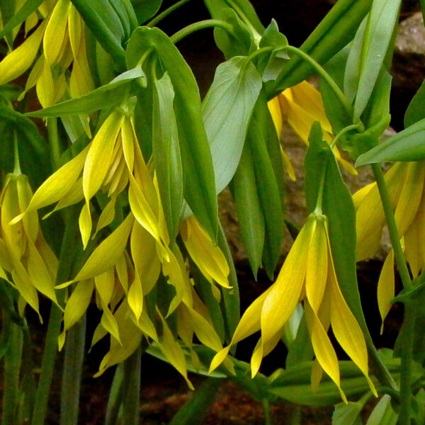 The peduncle of Uvularia grandiflora (large-flowered bellwort) bears one perfoliate bract and a golden yellow perianth with six tepals.