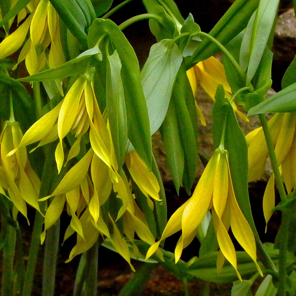 The perianth of <em>Uvularia grandiflora</em> (large-flowered bellwort) has six tepals and a perfoliate bract.