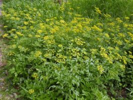 Zizia aurea (Golden-alexanders) en masse at Green Spring Gardens in April