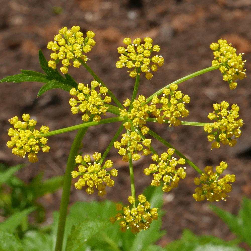 Primary rays branch from the peduncle of Zizia aurea (golden-alexanders) each of which bears a secondary umbel (umbellet) with multiple yellow flowers whose pedicels are uniform in length.