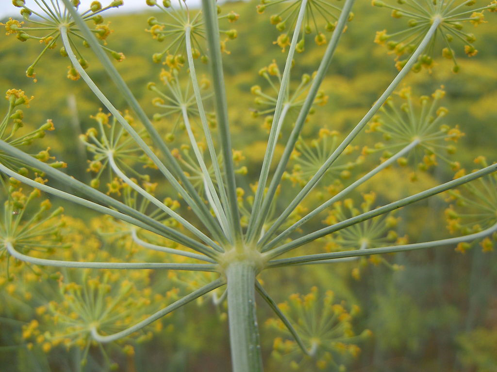 Points of attachment of the rays and umbellets of a compound umbel of Anethum graveolens (dill).Photo © Matt Lavin CC BY-SA 2.0
