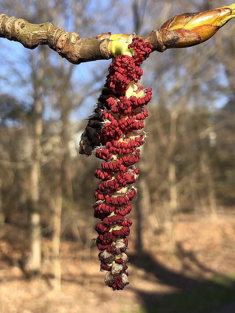 Populus male catkin. Photo © Famartin CC BY-SA 4.0