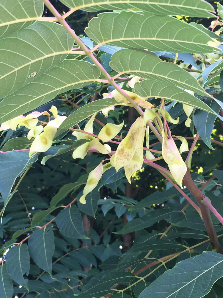 Tree of Heaven (Ailanthus altissima) pinnately compound leaves and fruit in August.
