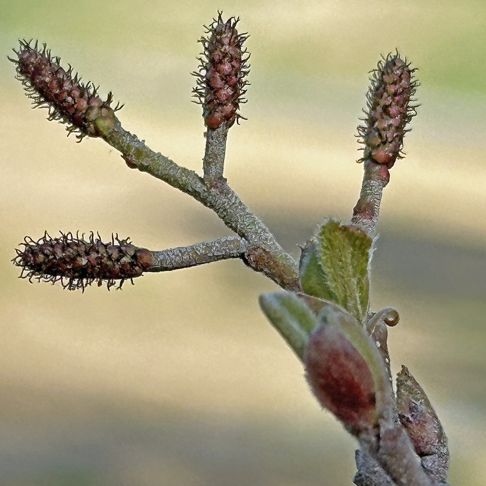 Alnus serrulata (smooth alder) erect female catkins have a few flowers— red/purple ovaries with a pair of styles—grouped behind each floral scale.