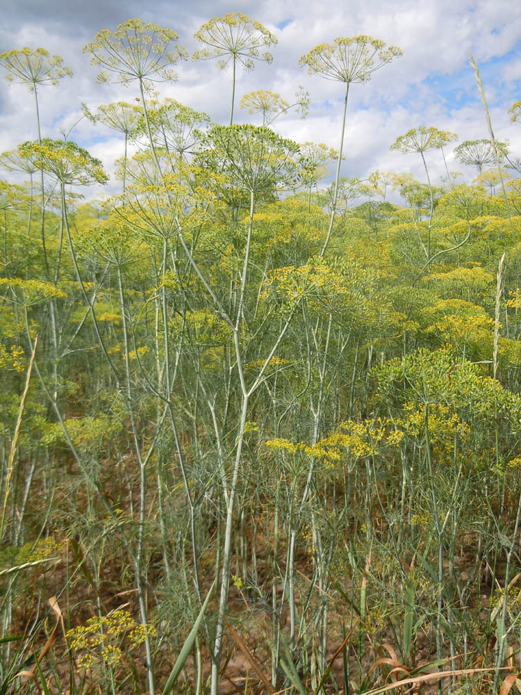A single large compound umbel of Anethum graveolens (dill) can produce up to 1000 flowers in which each of up to 40 rays end in a secondary umbel (umbellet) of up to 25 tiny yellow flowers. Over a season, a single dill plant with multiple umbels may produce thousands of flowers. Photo © Matt Lavin CC BY-SA 2.0