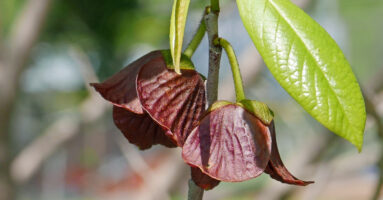 Asimina triloba (Pawpaw) bell-shaped flowers in May