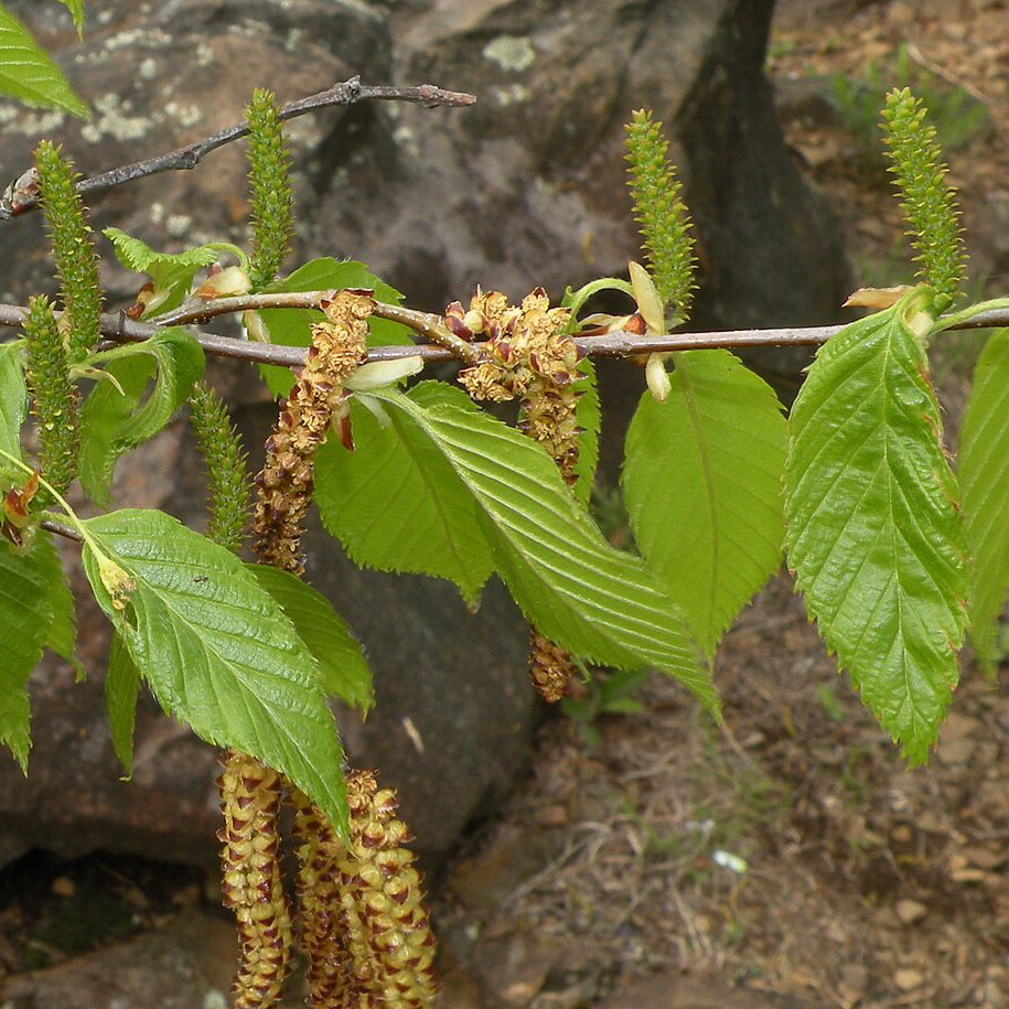 Betula lenta (cherry birch, black birch) male and female catkins in Wallingford, CT. Photo © Doug McGrady CC BY 2.0