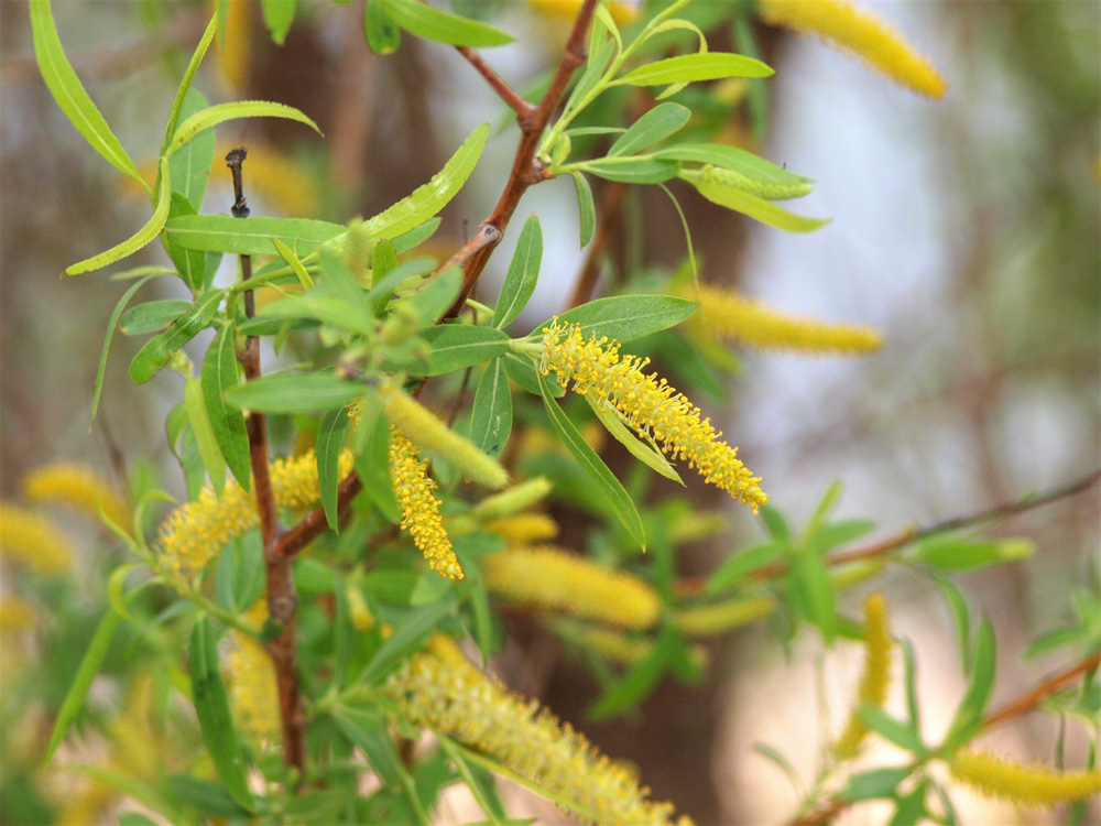 Salix nigra (black willow) male catkins. Photo courtesy of Brenda Loveless, USFWS
