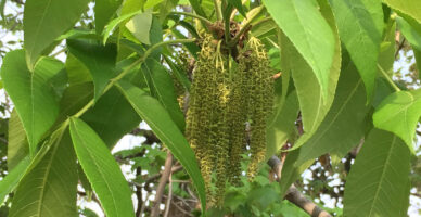 Carya tomentosa (mockernut hickory) displays drooping yellow-green male catkins up to 6” long in April.