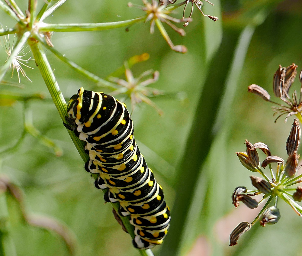 Eastern black swallowtail crawling up the peduncle of the compound umbel of Foeniculum vulgare (fennel) with schizocarps.