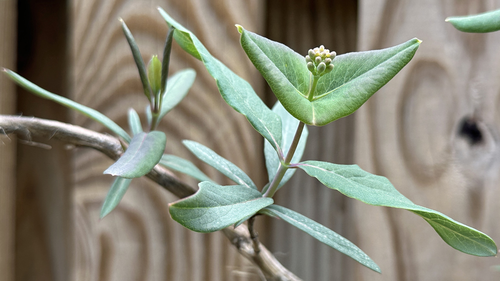 Lonicera sempervirens petiolate and perfoliate leaves.