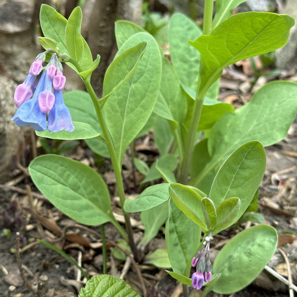 Some upper leaves of native ephemeral Mertensia virginica (Virginia bluebells) are sessile.
Photo © Mary Free
