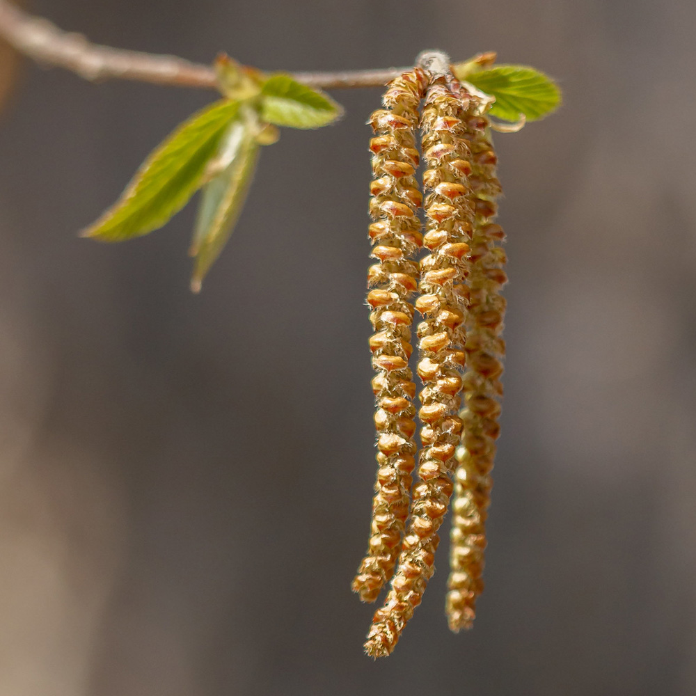 Ostrya virginiana (hop hornbeam) catkins in April at the Meadow Garden, Longwood Gardens. Photo Tom Potterfield ©CC BY-NC-SA 2.0