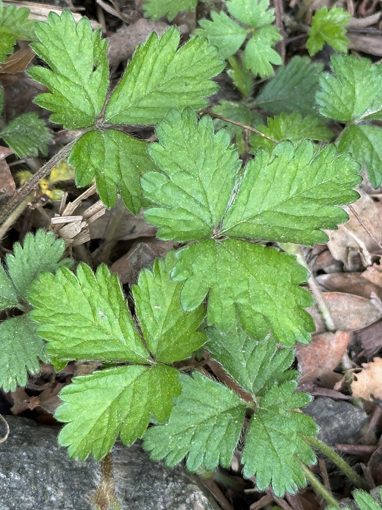 Trifoliate leaves of Potentilla indica (Indian strawberry) have three petiolulate leaflets.